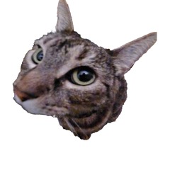 what i supposed to do?