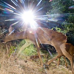 Sunshine (prod aidee)