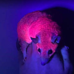 Who’s Laughing Now (Daycore/Slowed Down)