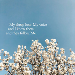 My Sheep Hear My Voice