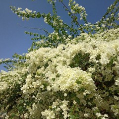 soulthrll - cutie uyyy