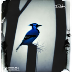 ‘bluejay’ prod. YUNGMEXBIH