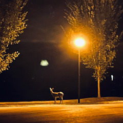 dissatisfied (prod. by dash)