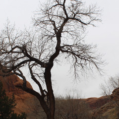 Cognition Loop Debut Mix 2025