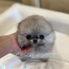 LEON — Teacup Pomeranian Available Germany | Premium Pomeranian Puppies for Sale Germany