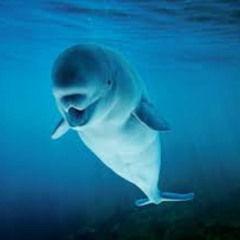 whale song