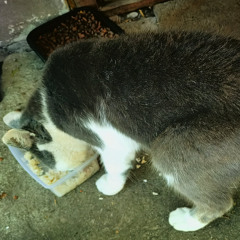 04 Hard Even - littl caty