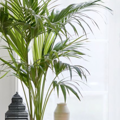 Naked Cover Cover (Rough Draft/Unedited)