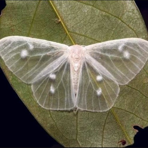 lymantriinae eaten by bird of prey