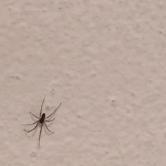 ROADKILL FREESTYLE (prod. sheepy)