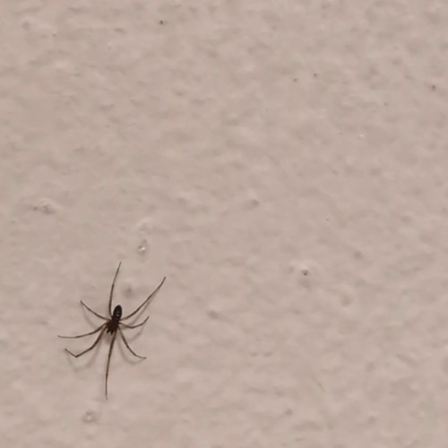 ROADKILL FREESTYLE (prod. sheepy)