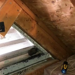 AAAC Wildlife Removal of Tampa Bay - Bat Control St. Petersburg