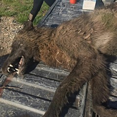 stay with me (latrodectus)