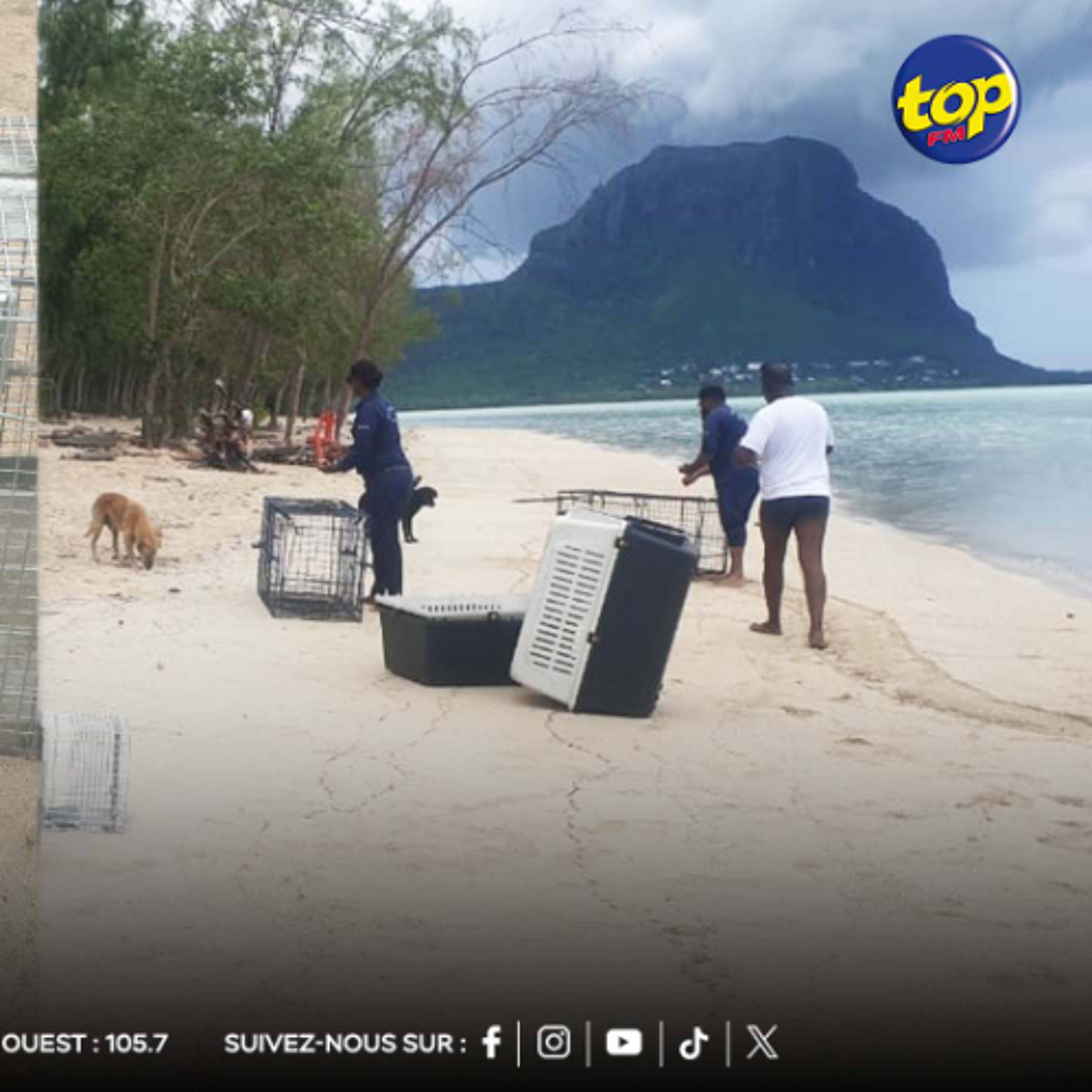 Île-aux-Bénitiers : La MSAW poursuit son opération de capture d'animaux errants