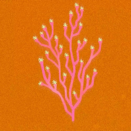 pTR - Pleu