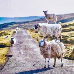 Does Marcellus Dream Of Electric Sheeps