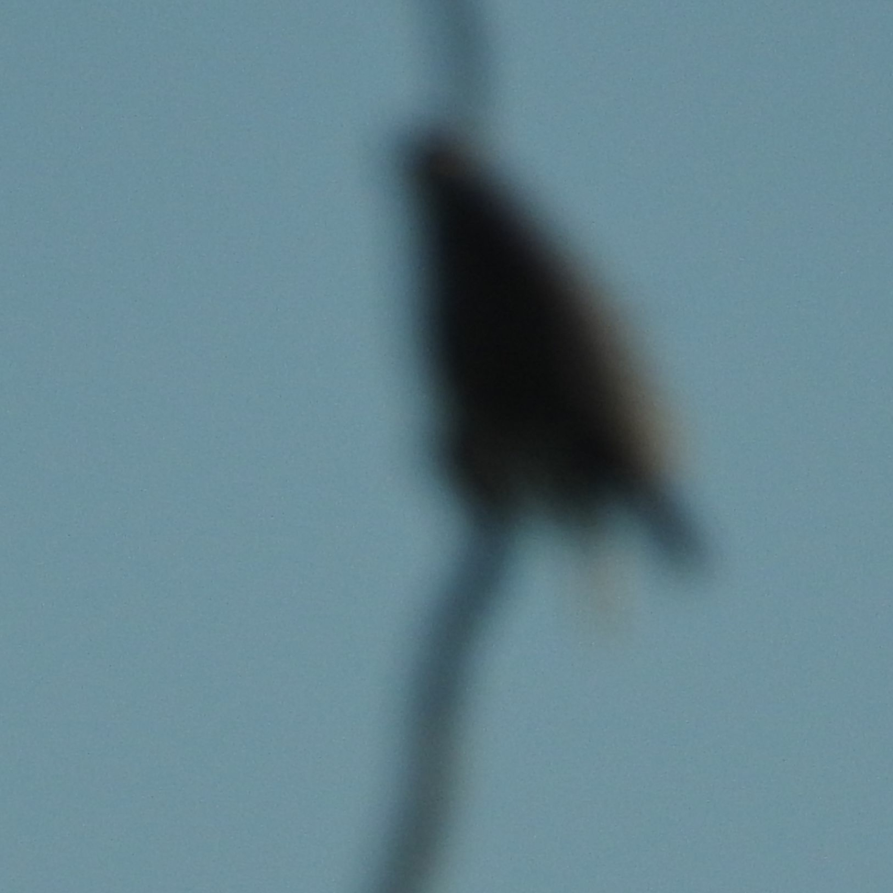 2021 BIRD SOUNDS FROM THE FIELD 15 - SONGBIRDS WITH STRANGE SONGS episode artwork