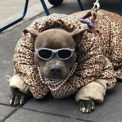 dDOGGIe