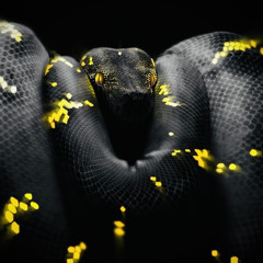 THE ANCIENT PYTHON.m4a