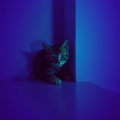 "Shadow Game" (Игра теней)
