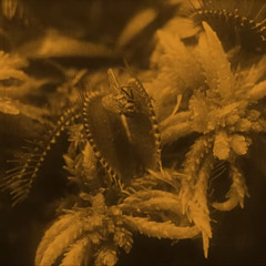 horrorantizipation | dark disco & acid mix