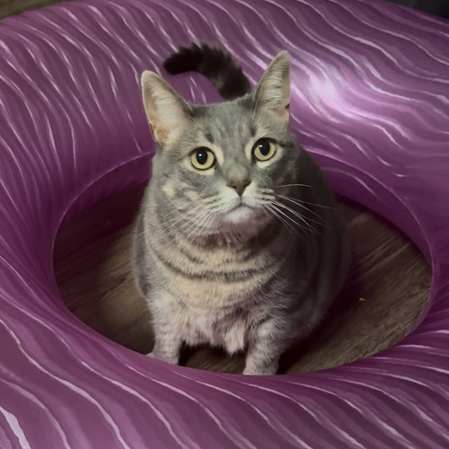 Meow