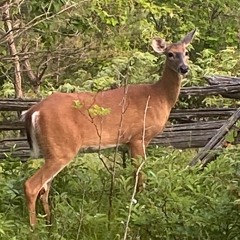 As the Deer