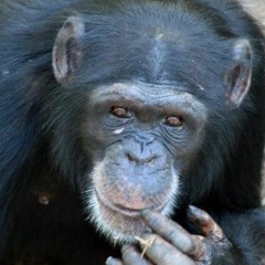 Monkey Does The Funkiest Dance (It Means He's Going To Kill You)