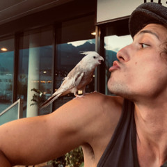 Ein Vogel kommt selten allein