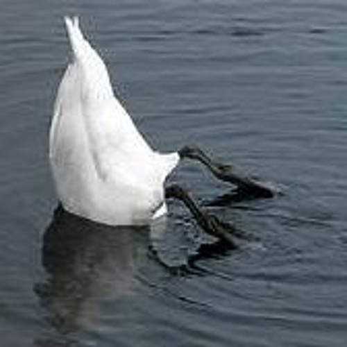 Swan Divers