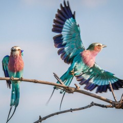 صدای باغ پرندگان و طبیعت | sound of Bird Garden