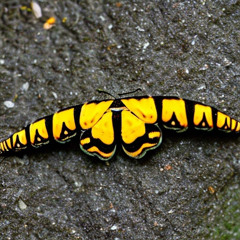 Caterpillar Butterfly - FWL