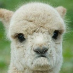 Llama Lovin(Barnyard Buddies EP)