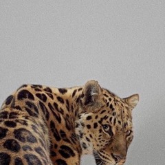 4K - El Alfa (Beto edit)