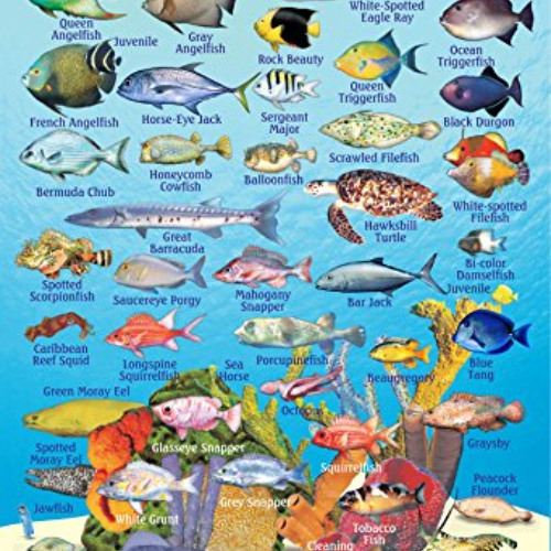 [Read] EBOOK 💚 Roatan Bay Islands Honduras Reef Creatures Guide Franko Maps Laminate