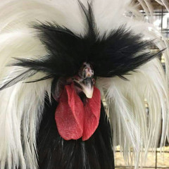 Jwles - Je fais le Coq (Flip by DJ CRIMSON WEB)