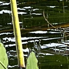 frog pond after a rain
