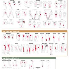[ACCESS] EPUB 💞 Travell, Simons & Simons’ Trigger Point Pain Patterns Wall Chart: Tr