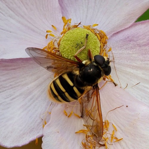Sunshine And Frequent Showers