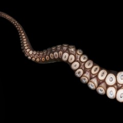 Week 28b - Biggest Octopus Ever (210710)