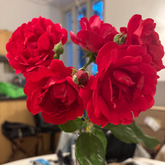MyRoses