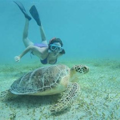 Best Snorkeling Tour To Vieques Island Prices Reviews