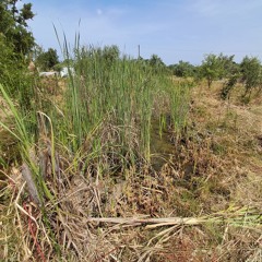 250330T0900Z OLIVAL DA CATIVA FROGS, MS STEREO