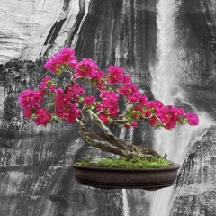 Bougainvilia Bonsai