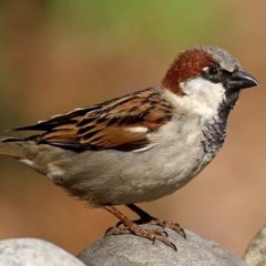Passeridae, or the Fall of a Sparrow