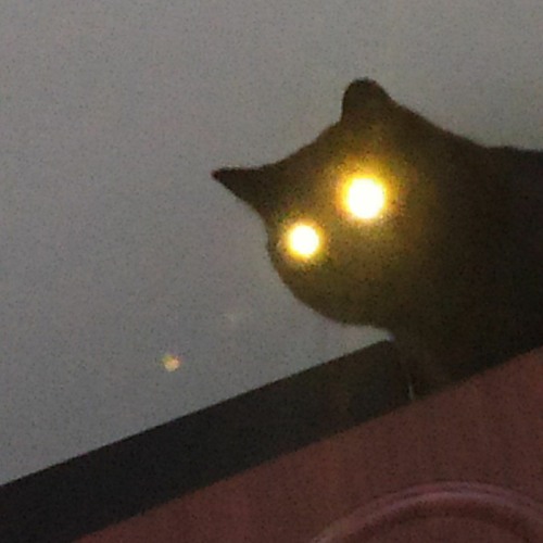 Rare Unreleased Ripsquad