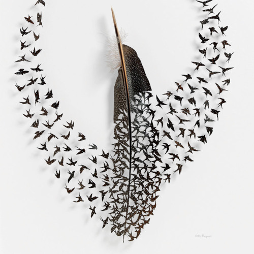 Birds of a feather remix