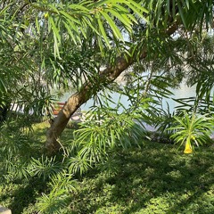 Một ngày mãi mãi - Tùng & Trang (cover)