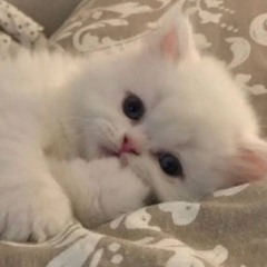حبيبي  دائما