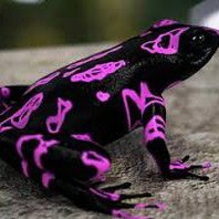 Tropical toad.wav